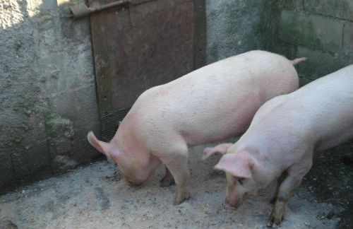 Agriturismo La Querce - Foto 19