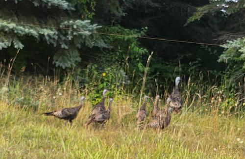 Kosebu on Big Norway Lake - Foto 44
