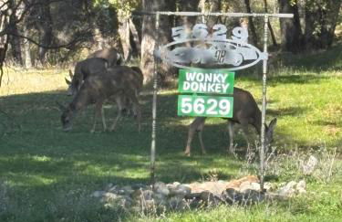 Wonky Donkey Den 30 mi to Yosemite Arch Entrance - Foto 27
