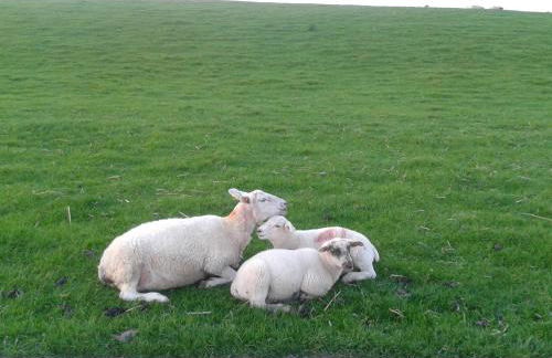 Luxuswohnung, 90 qm, Balkon, beste Lage in Kollmar - Foto 17