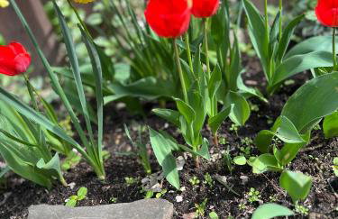 Domek w lesie - Foto 19