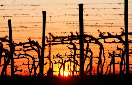 Poggio al Casone - Foto 6