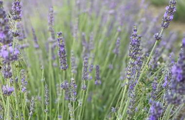 La lavanda di Poppi-mini appartamento - Foto 24