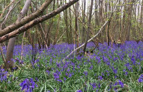 Blackthorn is a luxurious, rural retreat for two. - Foto 22