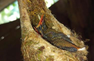 Carneiro Caiçara chalés- Casinhas aconchegantes em Ubatuba - Foto 47