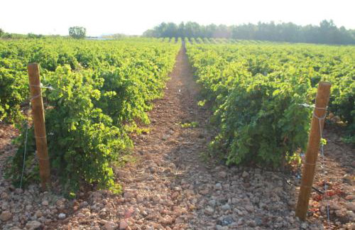 Hotel rural Entreviñas - Foto 54