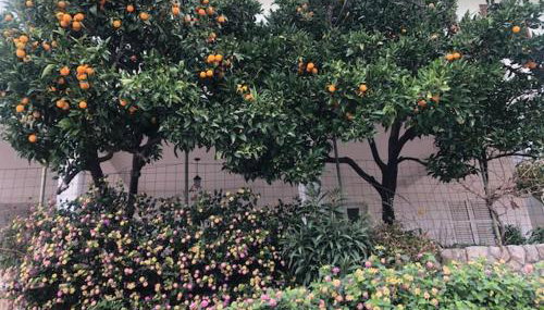 APARTMANI BLAŽE - Foto 3