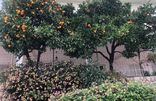 APARTMANI BLAŽE - Photo 3