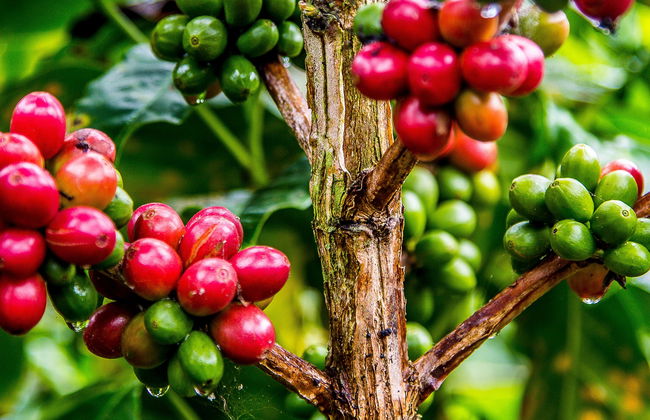 Tour do café por Guatapé - Foto 1
