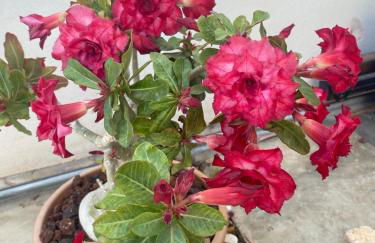 La Paratá Suites Mojácar - Foto 50