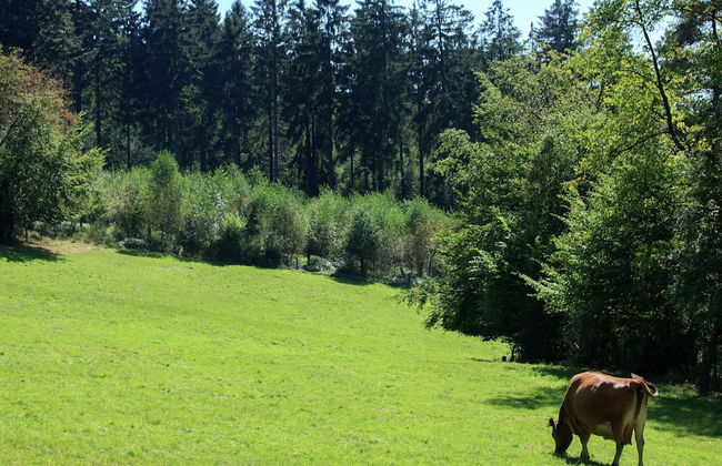 Architect's Gem in Stoumont - Photo 34