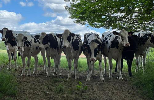 Two Cottages in Beautiful Brittany 5 Bedrooms Sleeps 10 Pets Welcome Heated Swimming Pool Free Wifi - Foto 14