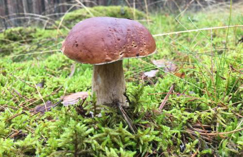 Domek letniskowy "Wiewiórka" - Foto 27