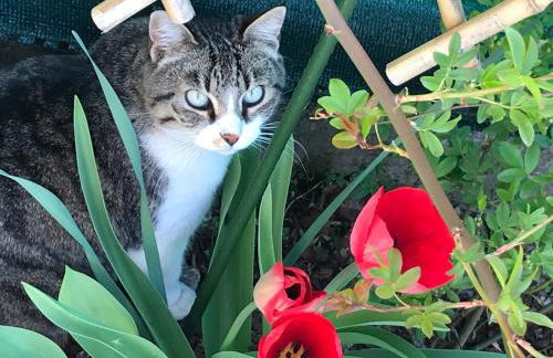 CASA San Gallo - Foto 18