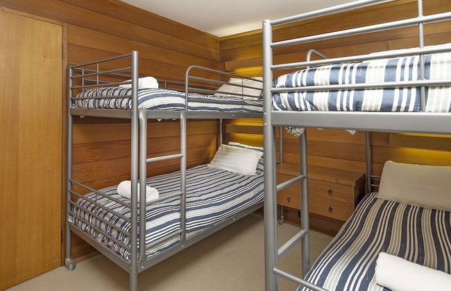 Grey Kangaroo- On Lake Jindabyne foreshore - Foto 4