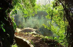 El Pinsapo Casa Rural - Foto 42