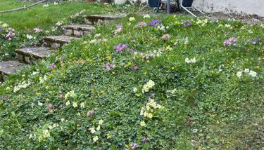 Fernhill Retreat - Foto 5, Garden