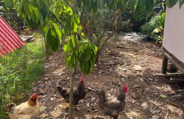 Refúgio Verde à 12 min do Centro de Joinville - Foto 20