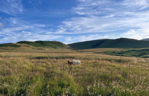 Wild boar barn - Foto 31