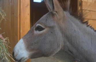 Podere delle Fanciulle - Foto 30