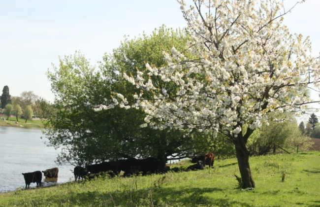 Authentic Holiday Home in Baarlo With Private Terrace - Photo 32