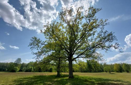 Woodland - dom z sauną i balią - Foto 34