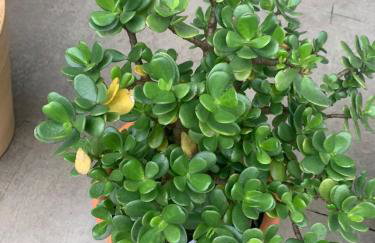 Aconchego do Vale - Foto 39