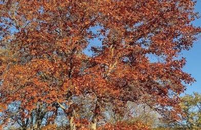Etzauer Mühle im Taunus, Mensch-Zeit-Pferd - Foto 13
