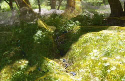 Ferienhaus in Vasia Imperia für bis zu 4 Personen - Foto 10