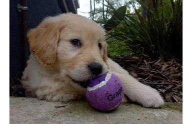 Bienvenue à la ferme - Foto 30