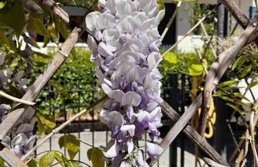 Villa la Casetta con giardino a 30 m dal mare - Foto 46