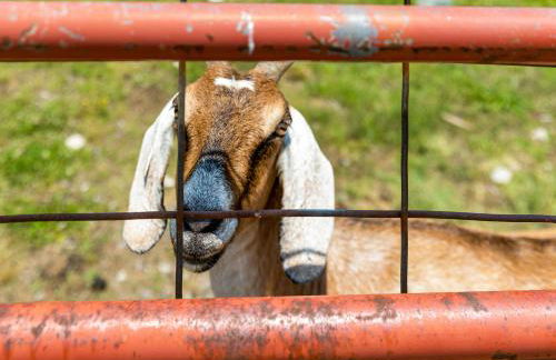 Quail Run Farm Pool Home - Foto 34