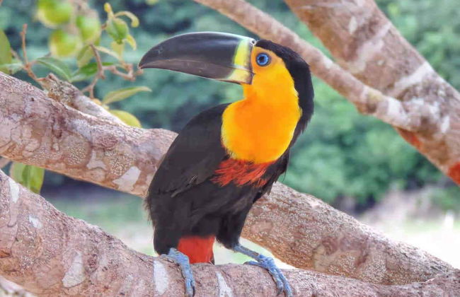 Tour de 5 días por el río Arapiuns - Foto 7