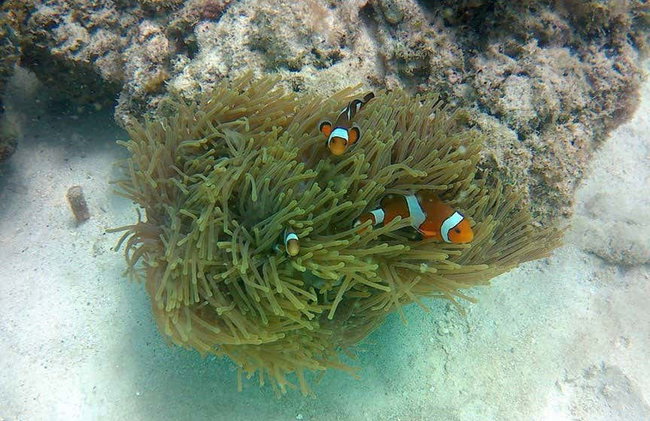 Krabi Islands Tour + Dinner at Poda Island - Foto 7