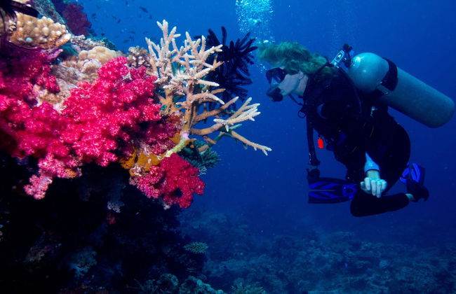 Taveuni Palms - Photo 41