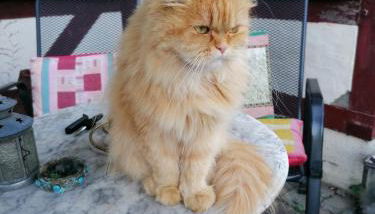 Hof Idarwald - Foto 2