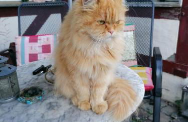 Hof Idarwald - Foto 2