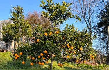 Casa no Vale dos Vinhedos - Foto 11