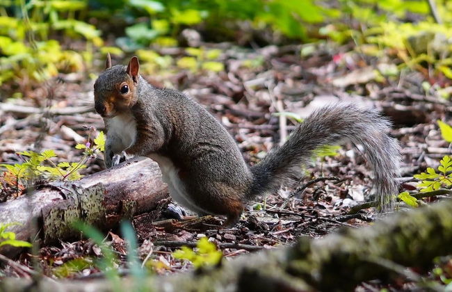 Linwater Holiday Park - Foto 29