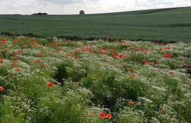 Ferienwohnung 2 in Nähe der Ostsee - Foto 18