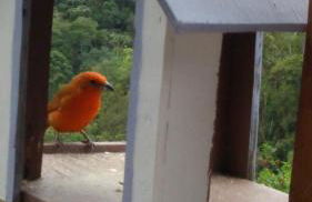 Casa Sossego da Montanha - Foto 37