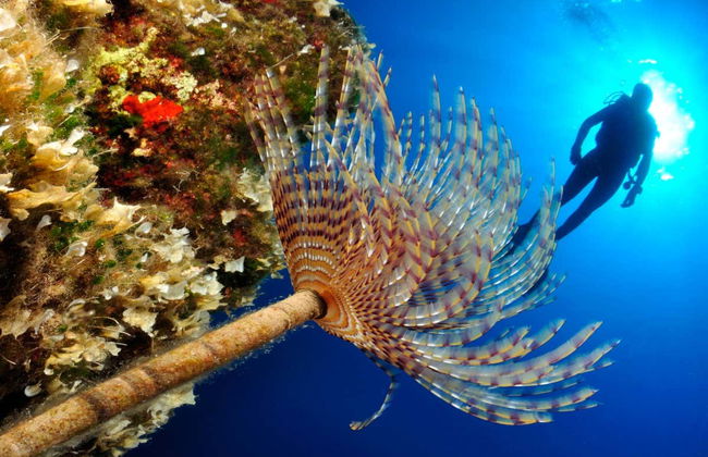 Batismo de mergulho em Mykonos - Foto 1