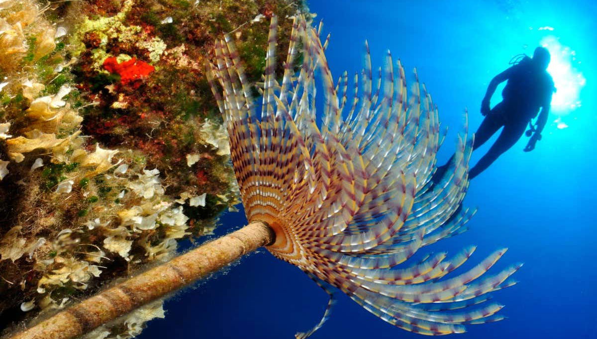 Batismo de mergulho em Mykonos - Foto 1