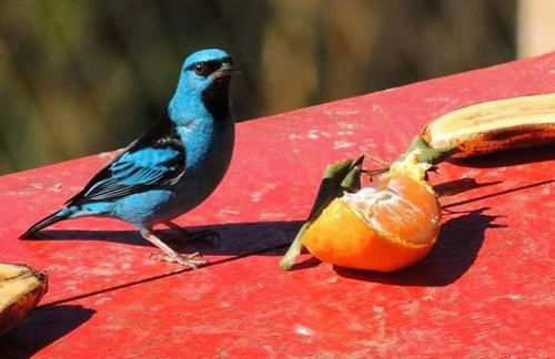 Casa Recanto Beija Flor, Monte Verde - Foto 36