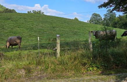 Yellow Creek Cabin - Foto 112