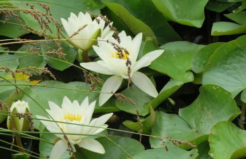 Ferienwohnung Schindler mit Balkon - Foto 23
