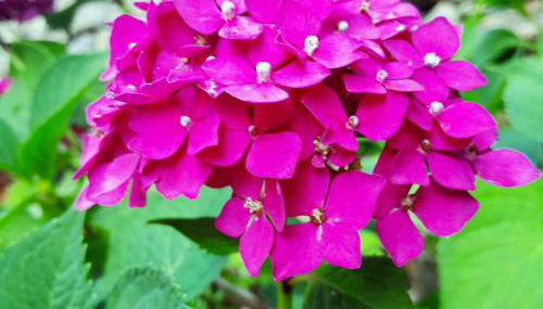 GITE ASINA chez GITE QUE CANTA - Photo 3, Garden, Garden view