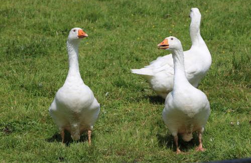 Rose Cottage - Foto 24