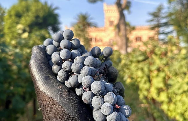 Masseria Salamina - Foto 43