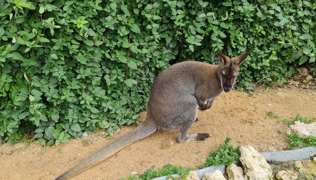Un wallaby du zoo
